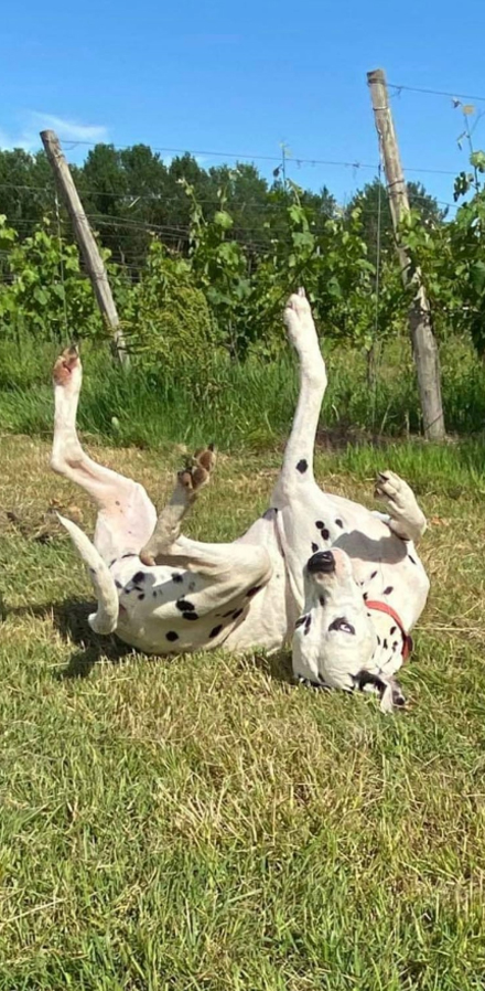activites-canine-serinity-dog-bordeaux-gironde-branne-saint-emilion-saint-aubin-de-branne-(021)