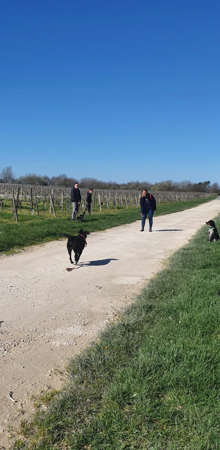 activites-canine-serinity-dog-bordeaux-gironde-branne-saint-emilion-saint-aubin-de-branne-(03)