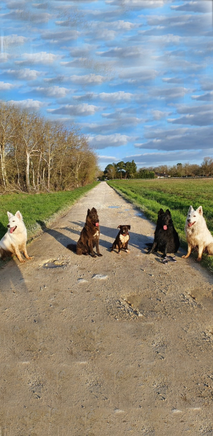 activites-canine-serinity-dog-bordeaux-gironde-branne-saint-emilion-saint-aubin-de-branne-(06)