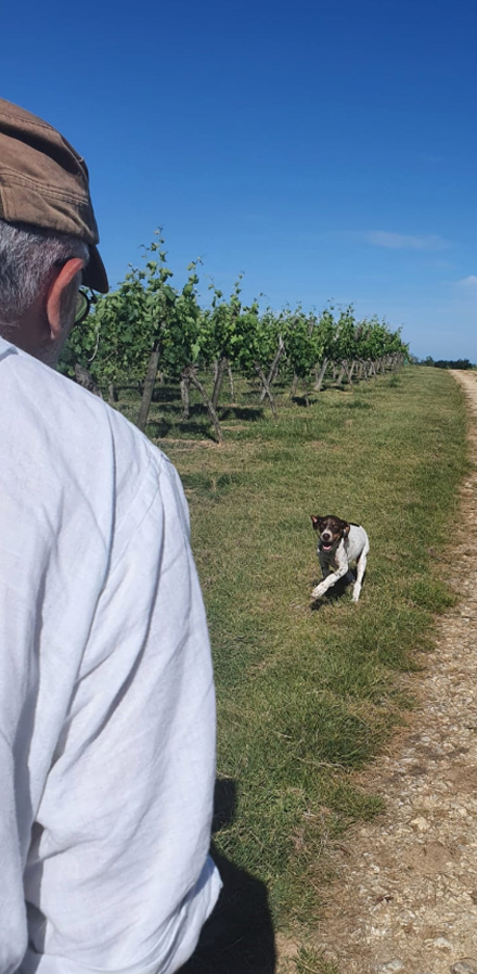 activites-canine-serinity-dog-bordeaux-gironde-branne-saint-emilion-saint-aubin-de-branne-07
