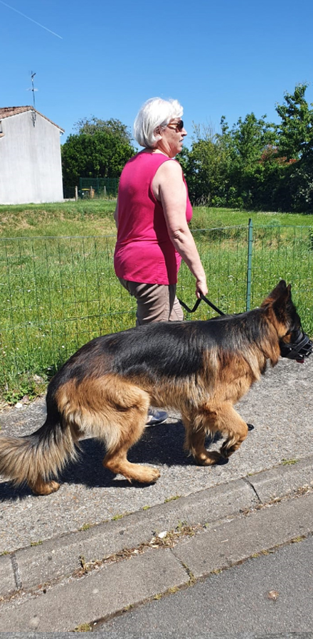 comportement-canin-serinity-dog-bordeaux-gironde-branne-saint-emilion-saint-aubin-de-branne-(04)
