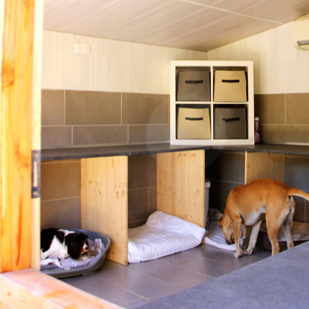 -dog-bordeaux-gironde-branne-saint-emilion-saint-aubin-de-branne-(8)