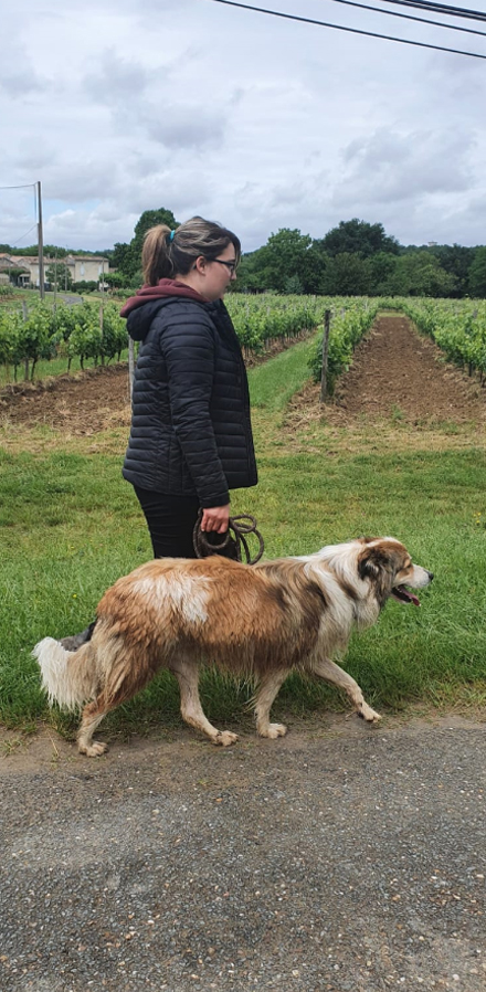 education-canine-serinity-dog-bordeaux-gironde-branne-saint-emilion-saint-aubin-de-branne_(02)