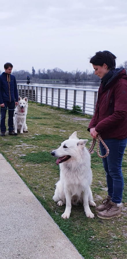 education-canine-serinity-dog-bordeaux-gironde-branne-saint-emilion-saint-aubin-de-branne_(03)