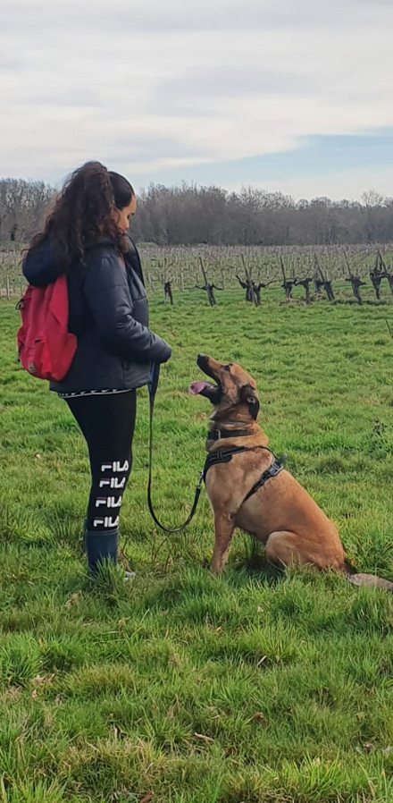 education-canine-serinity-dog-bordeaux-gironde-branne-saint-emilion-saint-aubin-de-branne_(04)