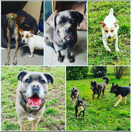 pension-canine-familiale-serinity-dog-bordeaux-gironde-branne-saint-emilion-saint-aubin-de-branne-(2)