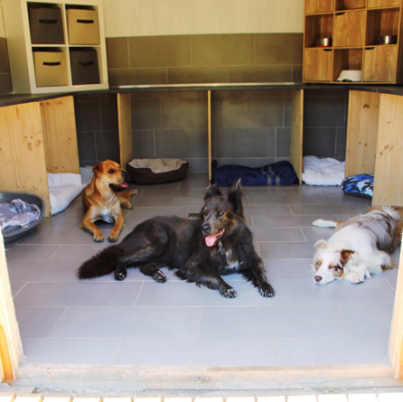 pension-canine-familiale-serinity-dog-bordeaux-gironde-branne-saint-emilion-saint-aubin-de-branne-(5)