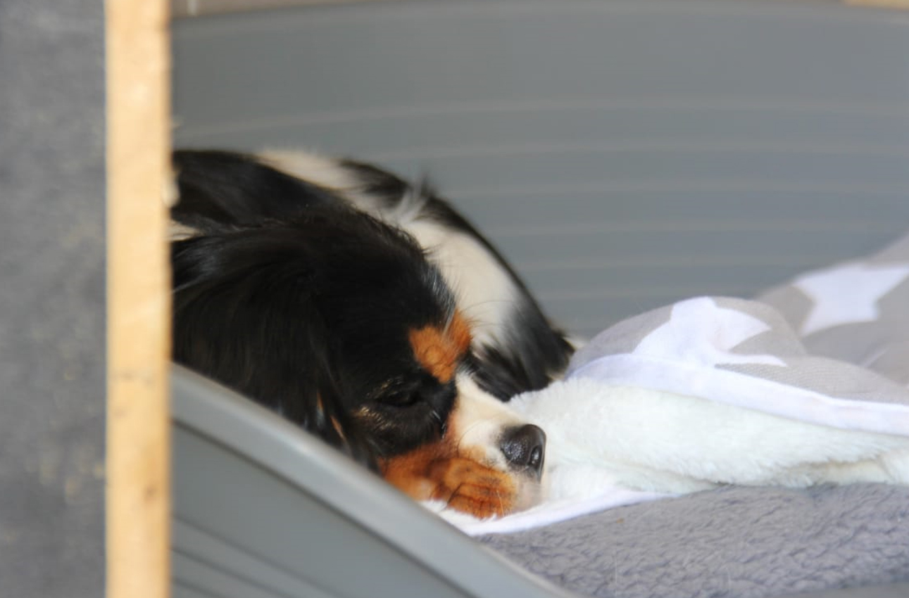 pension-canine-familiale-serinity-dog-bordeaux-gironde-branne-saint-emilion-saint-aubin-de-branne-(6)