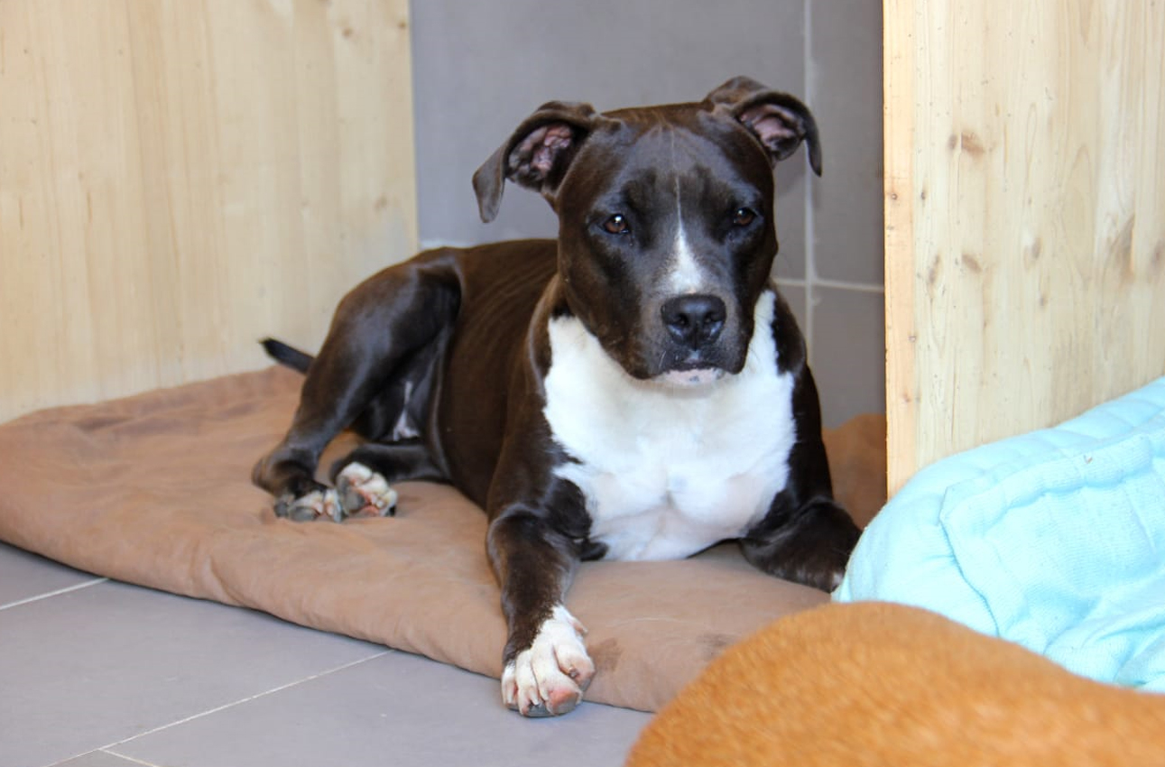 pension-canine-familiale-serinity-dog-bordeaux-gironde-branne-saint-emilion-saint-aubin-de-branne-(7)