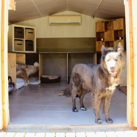 pension-canine-familiale-serinity-dog-bordeaux-gironde-branne-saint-emilion-saint-aubin-de-branne-(9)