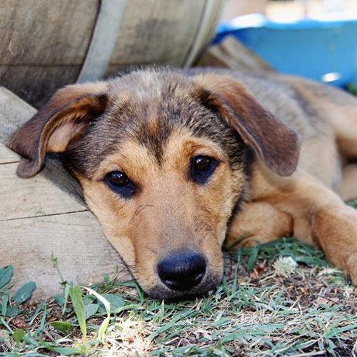 balade-educative-petits-chien